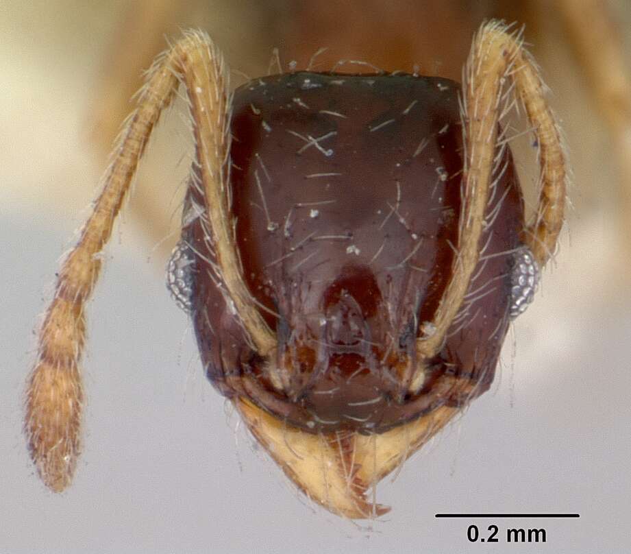 Image of Pheidole davisi Wheeler 1905