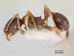 Image of Pheidole davisi Wheeler 1905