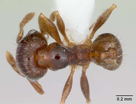 Imagem de <i>Pheidole hoplitica</i>