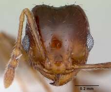 Image of <i>Pheidole hoplitica</i>