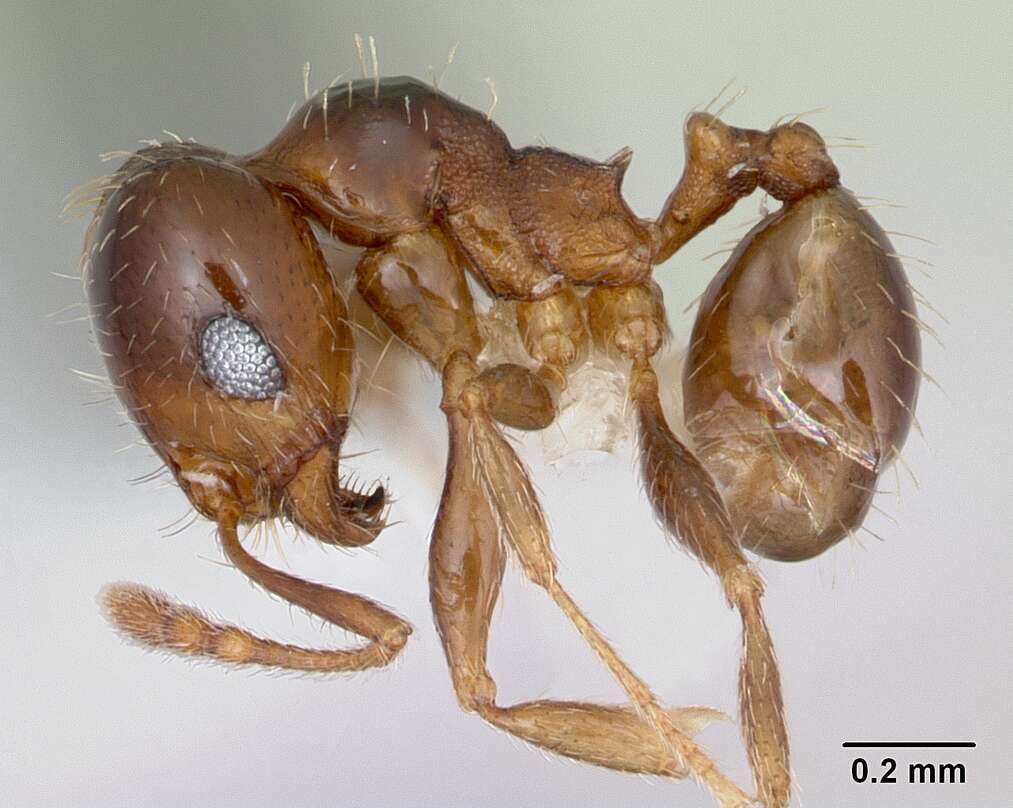 Image of <i>Pheidole hoplitica</i>