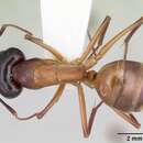 Image de Camponotus acutirostris Wheeler 1910