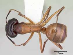 Imagem de Camponotus acutirostris Wheeler 1910