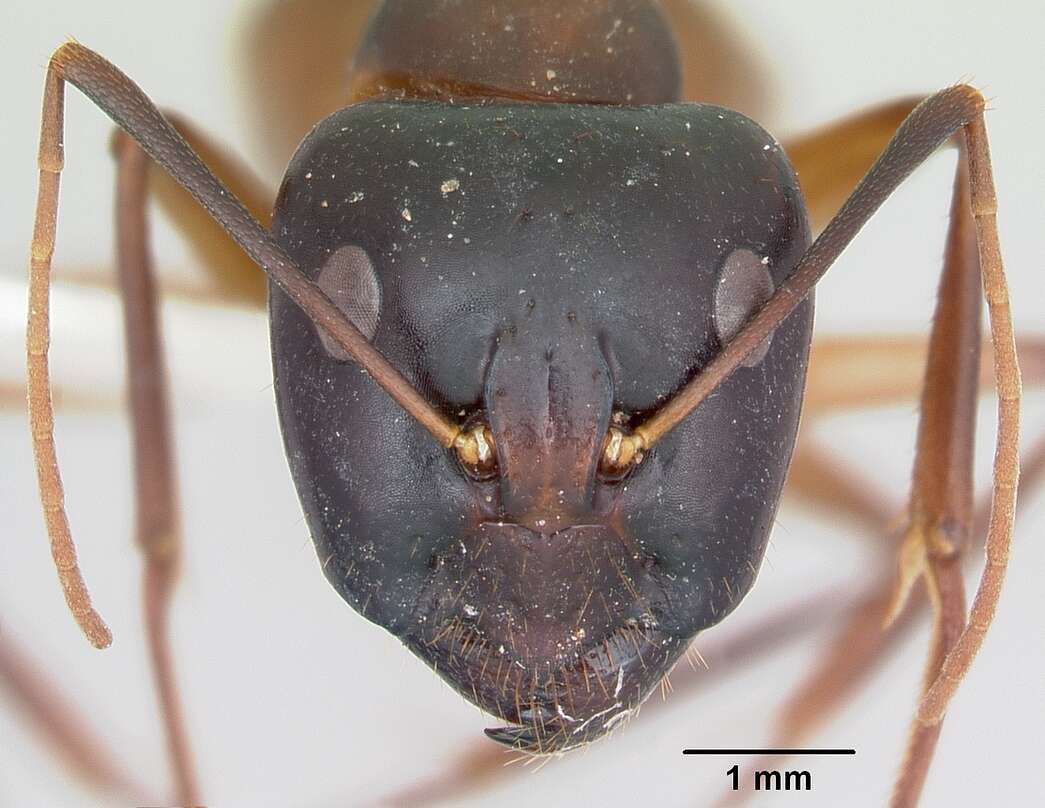 Imagem de Camponotus acutirostris Wheeler 1910