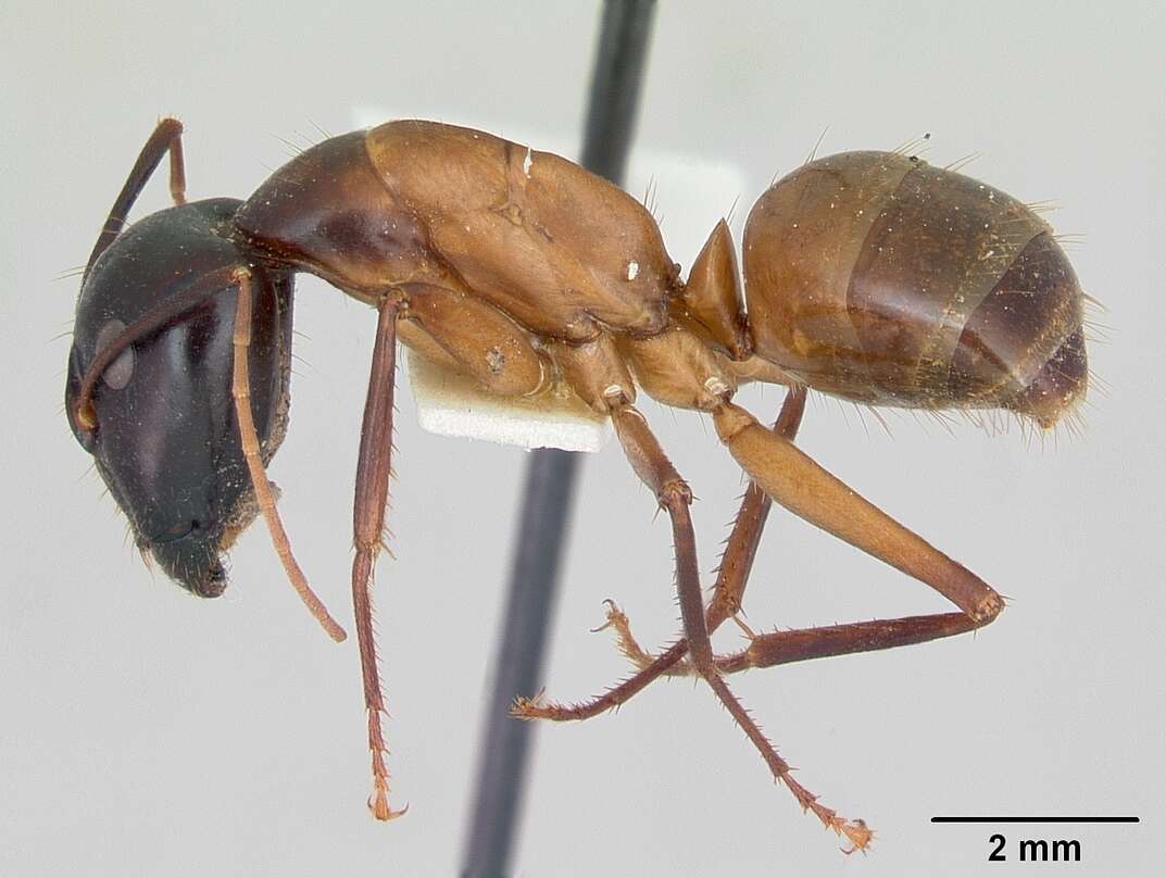 Imagem de Camponotus acutirostris Wheeler 1910