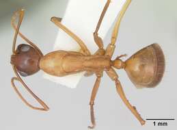 Imagem de Camponotus acutirostris Wheeler 1910