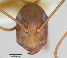 Imagem de Camponotus acutirostris Wheeler 1910