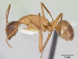 Imagem de Camponotus acutirostris Wheeler 1910