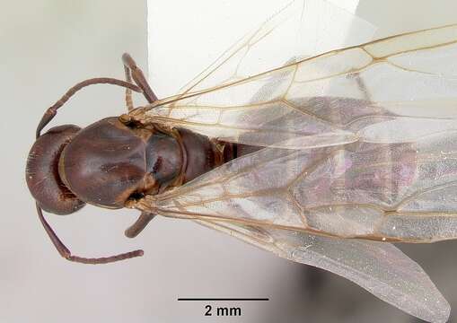 Image of Camponotus cuauhtemoc Snelling 1988