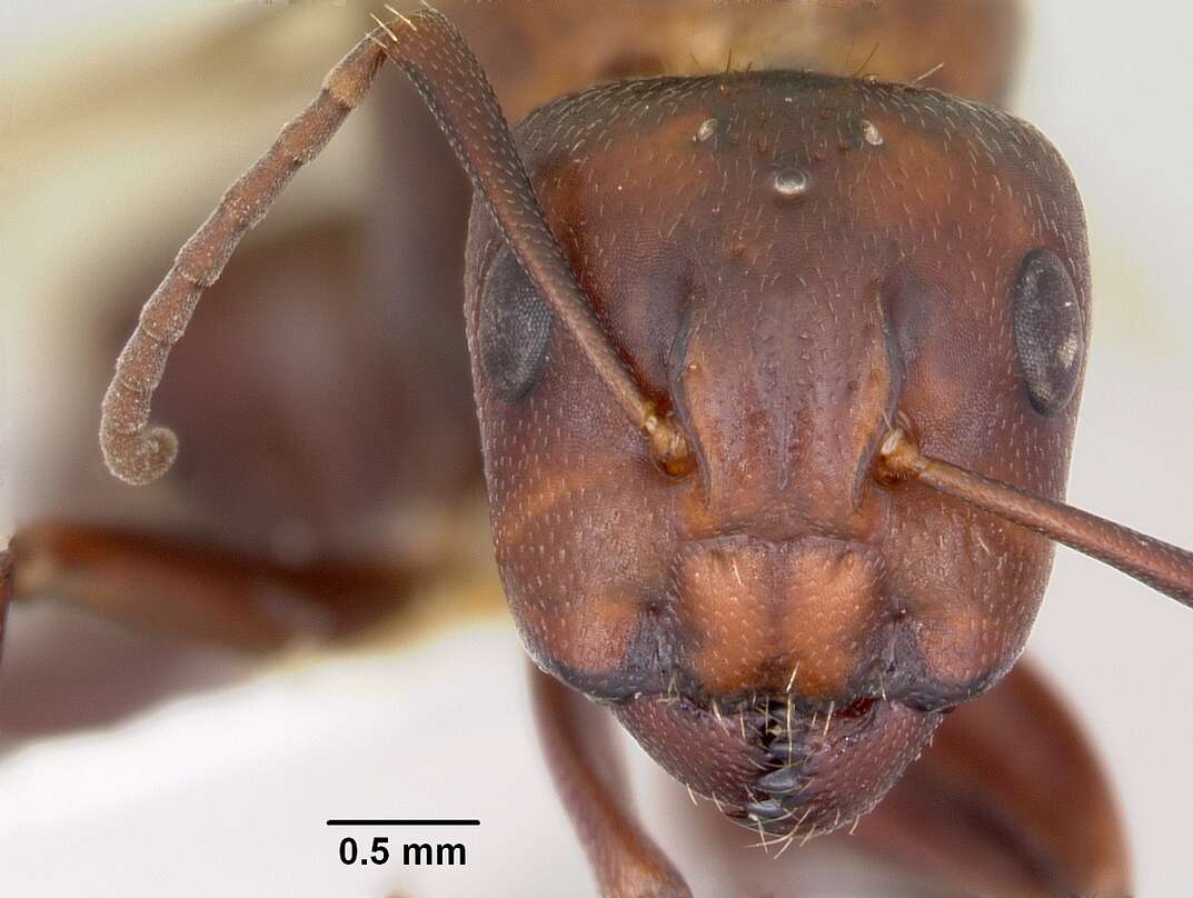 Image of Camponotus cuauhtemoc Snelling 1988