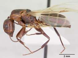 Image of Camponotus cuauhtemoc Snelling 1988