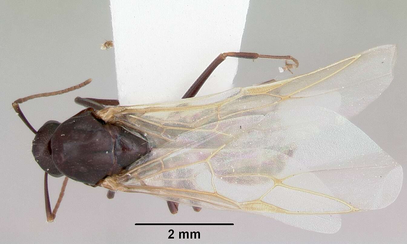 Image of Camponotus cuauhtemoc Snelling 1988