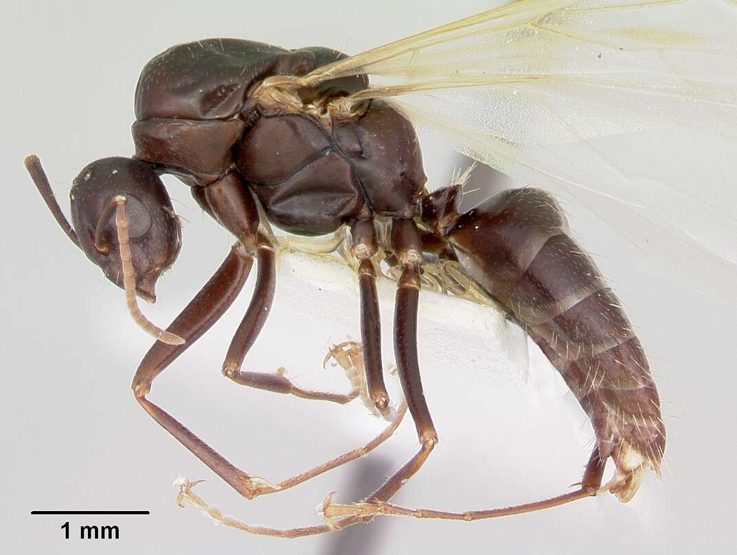 Image of Camponotus cuauhtemoc Snelling 1988