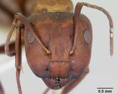 Image of Camponotus cuauhtemoc Snelling 1988