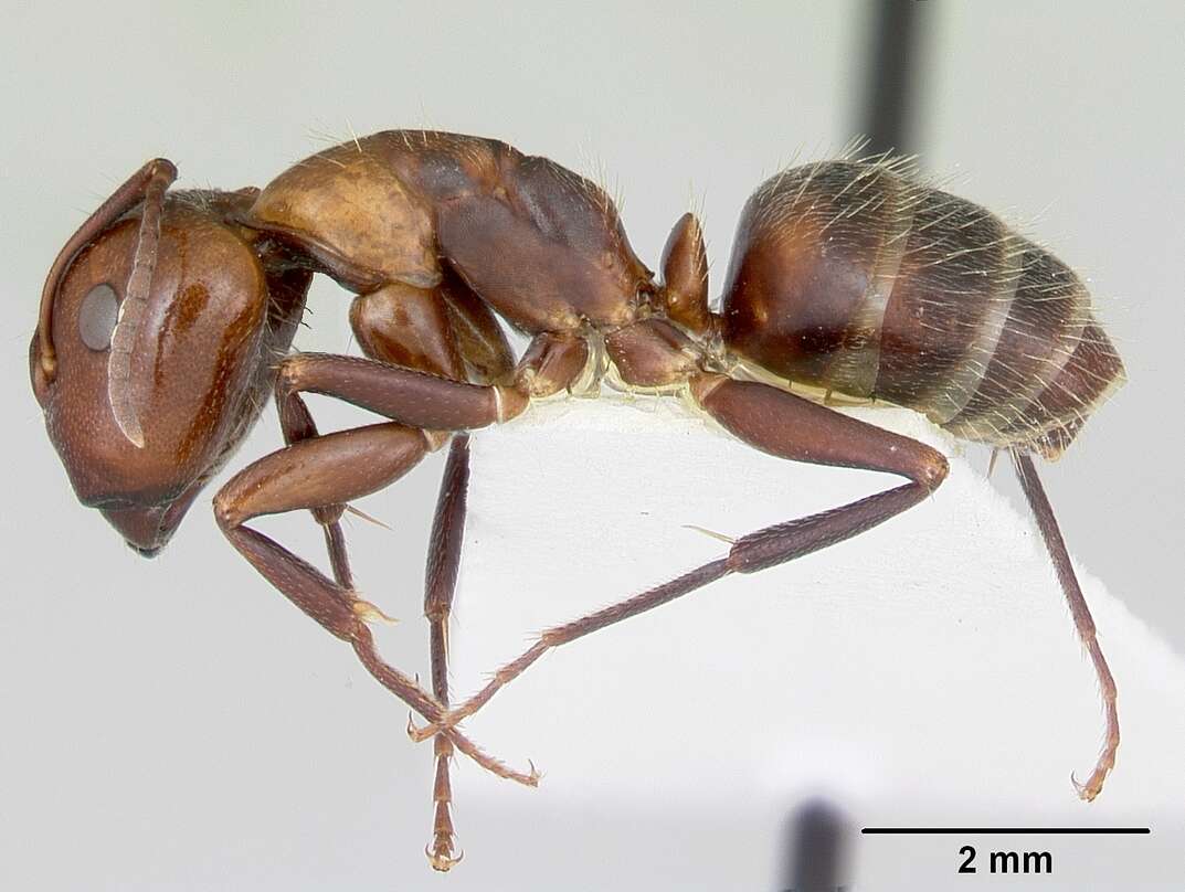 Image of Camponotus cuauhtemoc Snelling 1988