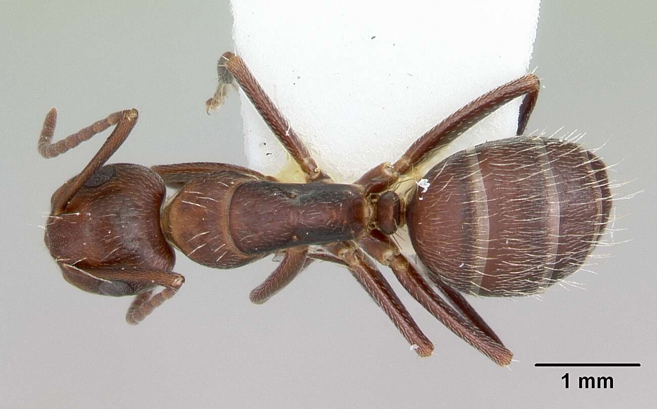 Image of Camponotus cuauhtemoc Snelling 1988