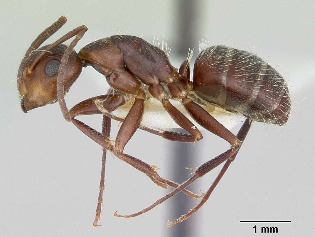 Image of Camponotus cuauhtemoc Snelling 1988