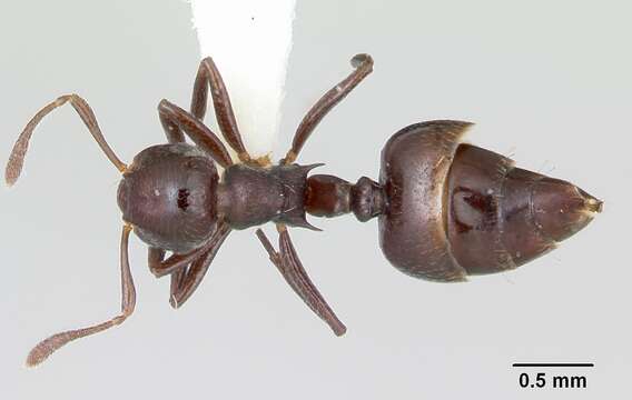 Image of Crematogaster distans Mayr 1870