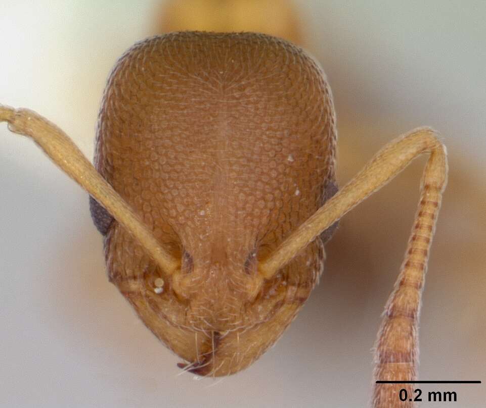 Image of Cardiocondyla mauritanica Forel 1890