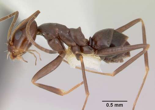 Image of <i>Dorymyrmex antillanus</i>