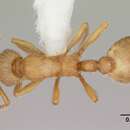 Image of Ant