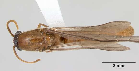 Image of Neivamyrmex fuscipennis (Smith 1942)