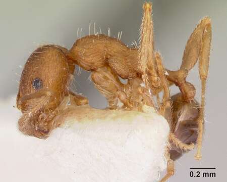 Image of Pheidole virago Wheeler 1915