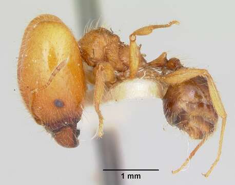 Image of Pheidole virago Wheeler 1915