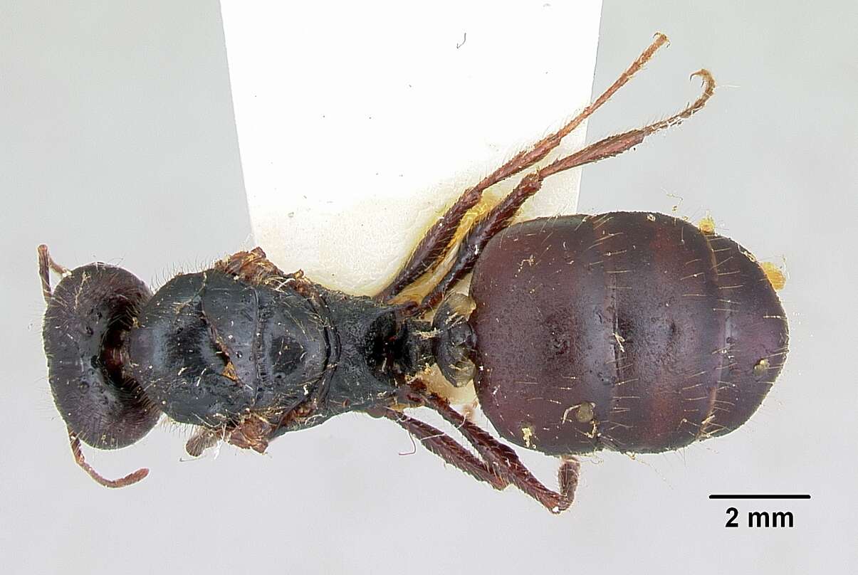 Image of Pheidole rhea Wheeler 1908