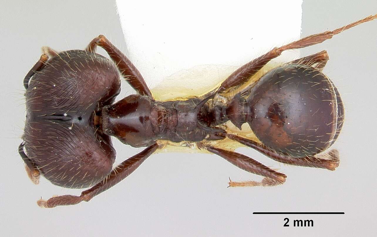 Image of Pheidole rhea Wheeler 1908