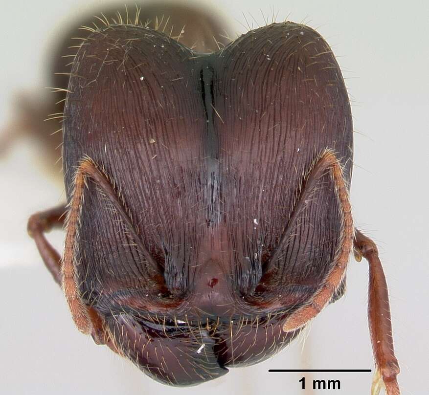 Image of Pheidole rhea Wheeler 1908