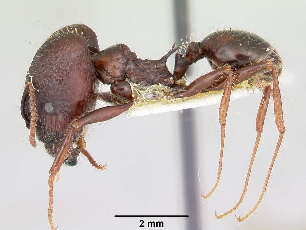 Image of Pheidole rhea Wheeler 1908