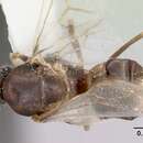 Image of Lasius xerophilus MacKay & MacKay 1994