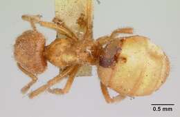 Image of Lasius speculiventris Emery 1893