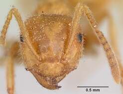 Image of Lasius speculiventris Emery 1893