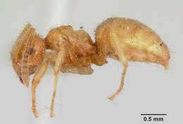 Image of Lasius speculiventris Emery 1893