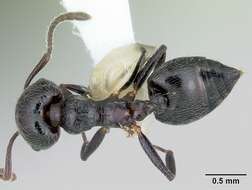 صورة Crematogaster rifelna Buren 1968