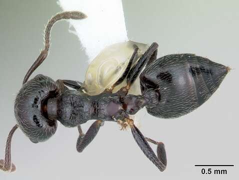 Image of Crematogaster rifelna Buren 1968