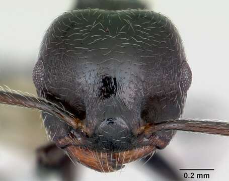 صورة Crematogaster rifelna Buren 1968