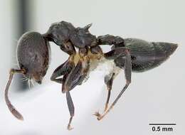 صورة Crematogaster rifelna Buren 1968