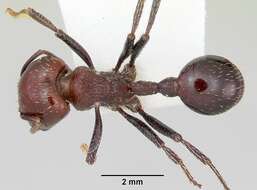 Image of Pogonomyrmex marcusi Kusnezov 1951