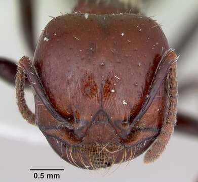 Image of Pogonomyrmex marcusi Kusnezov 1951