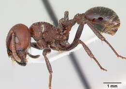 Image of Pogonomyrmex marcusi Kusnezov 1951