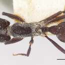 Image of Pogonomyrmex mayri Forel 1899