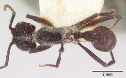 Image of Pogonomyrmex mayri Forel 1899