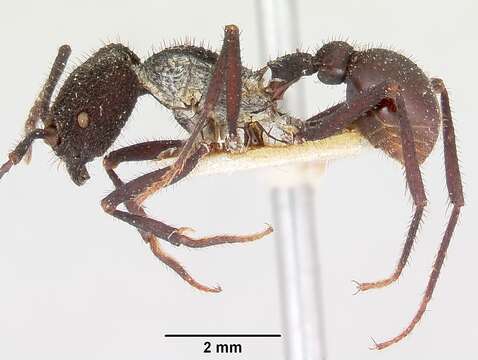 Image of Pogonomyrmex mayri Forel 1899