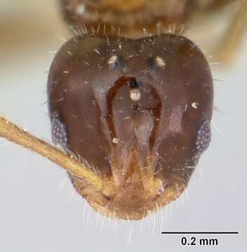 Plancia ëd Monomorium talbotae Du Bois 1981