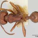 Image of Pogonomyrmex guatemaltecus Wheeler 1914