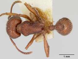 Слика од Pogonomyrmex guatemaltecus Wheeler 1914