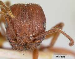 Слика од Pogonomyrmex guatemaltecus Wheeler 1914